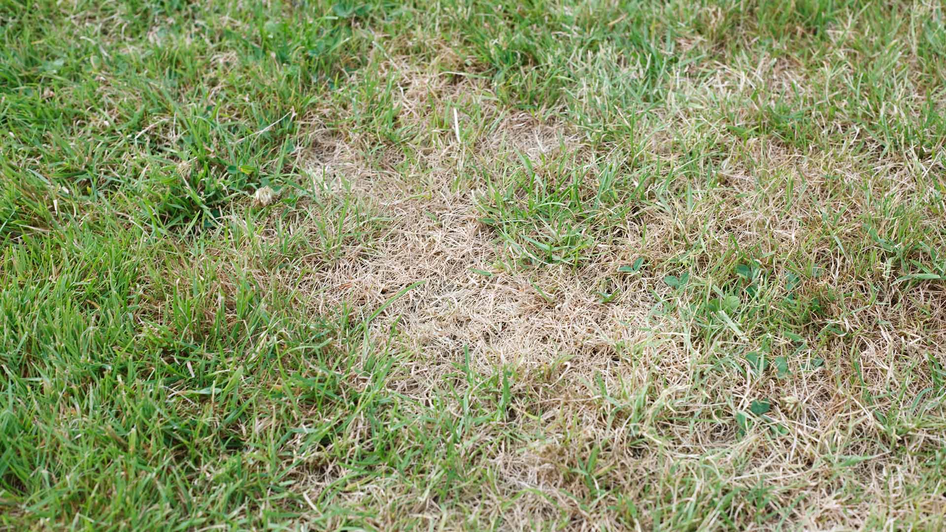 Is Your Lawn Suffering From Brown Patch? Here’s What to Do