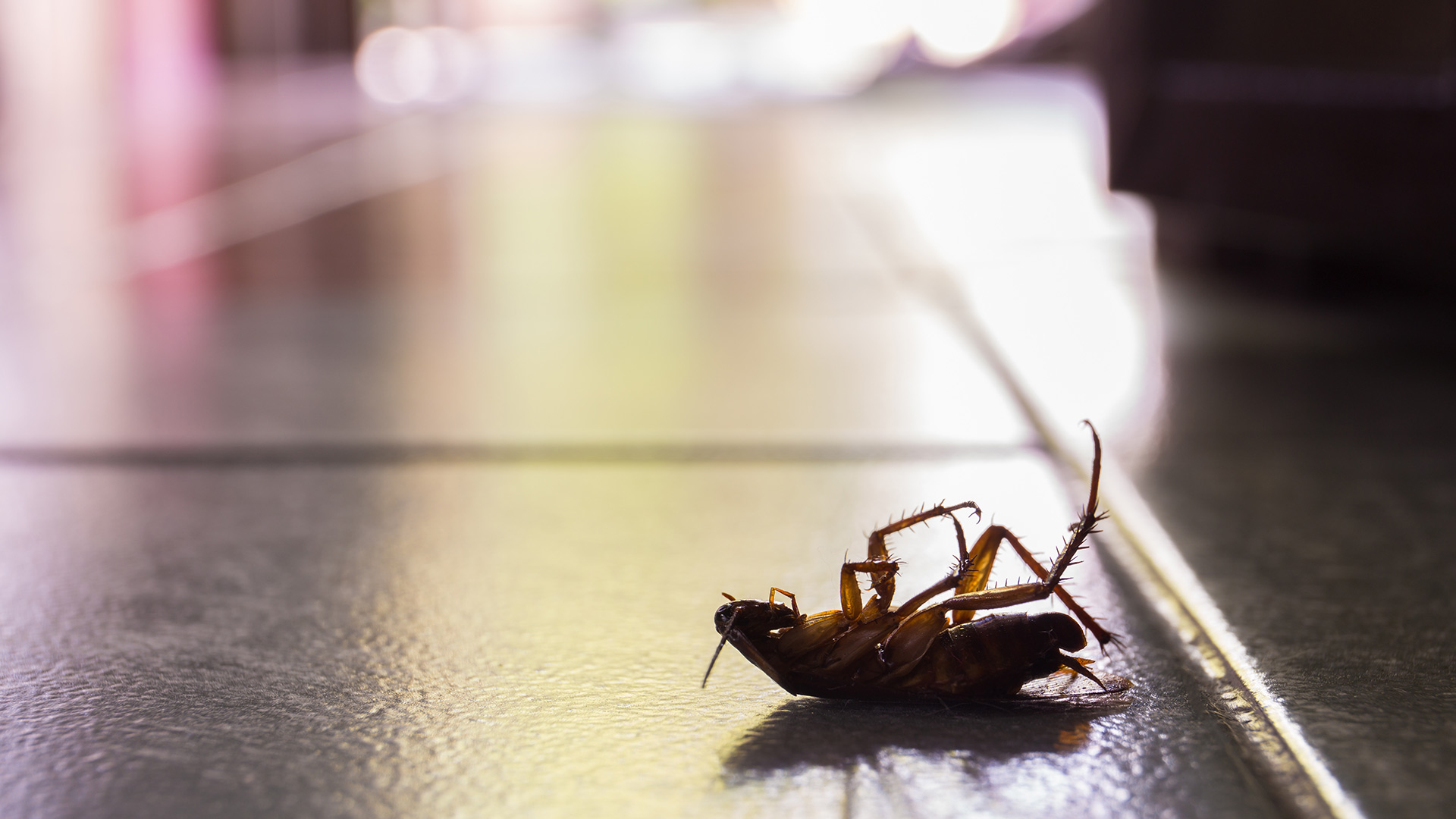 Do You Have a Cockroach Problem in Your Home? Here’s How to Keep Them Out