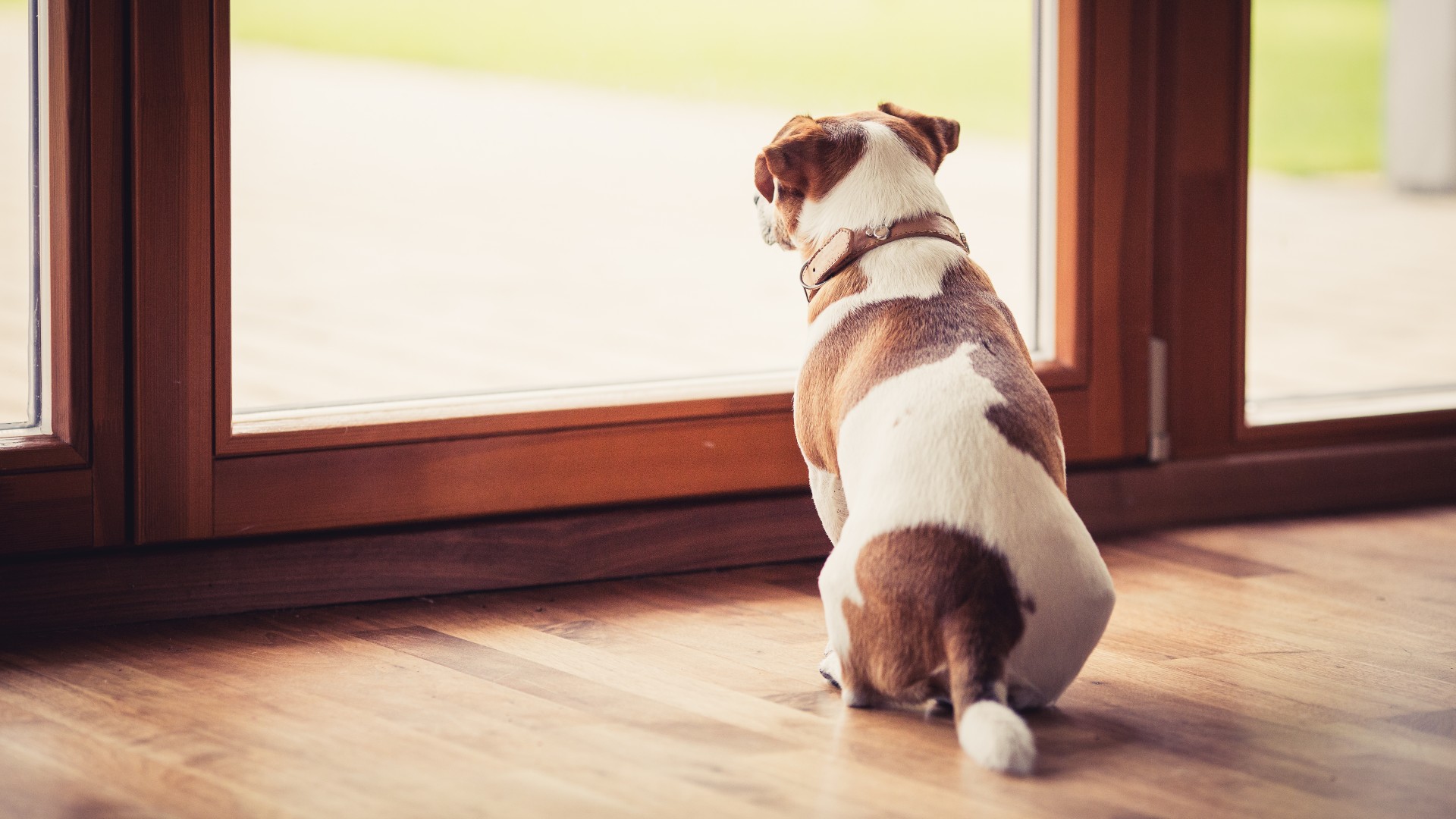 How Long Should You Keep Your Pets off the Lawn After a Fertilizer Treatment?