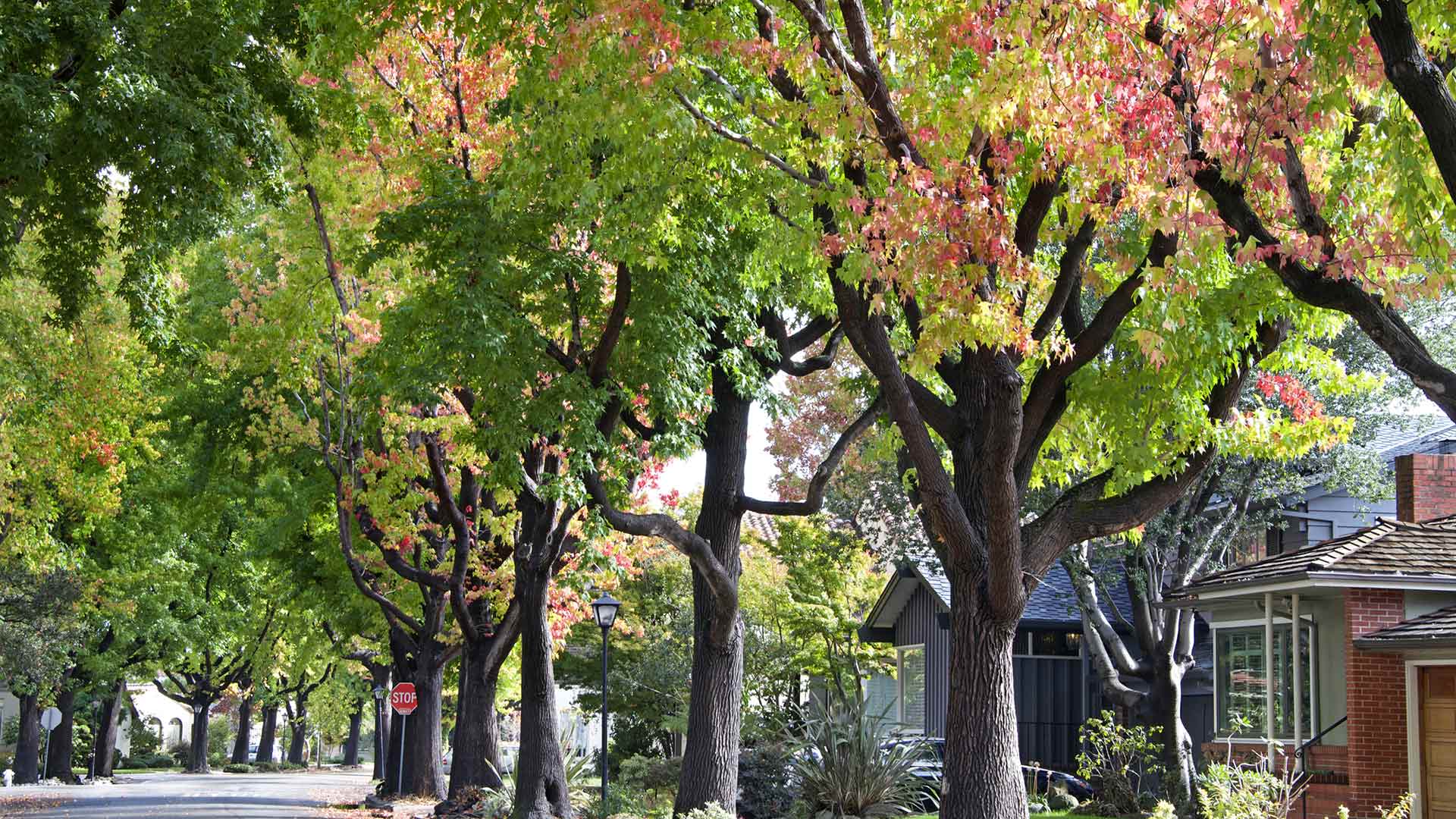 Foliage of a neighborhood street in Grand Chute, WI.