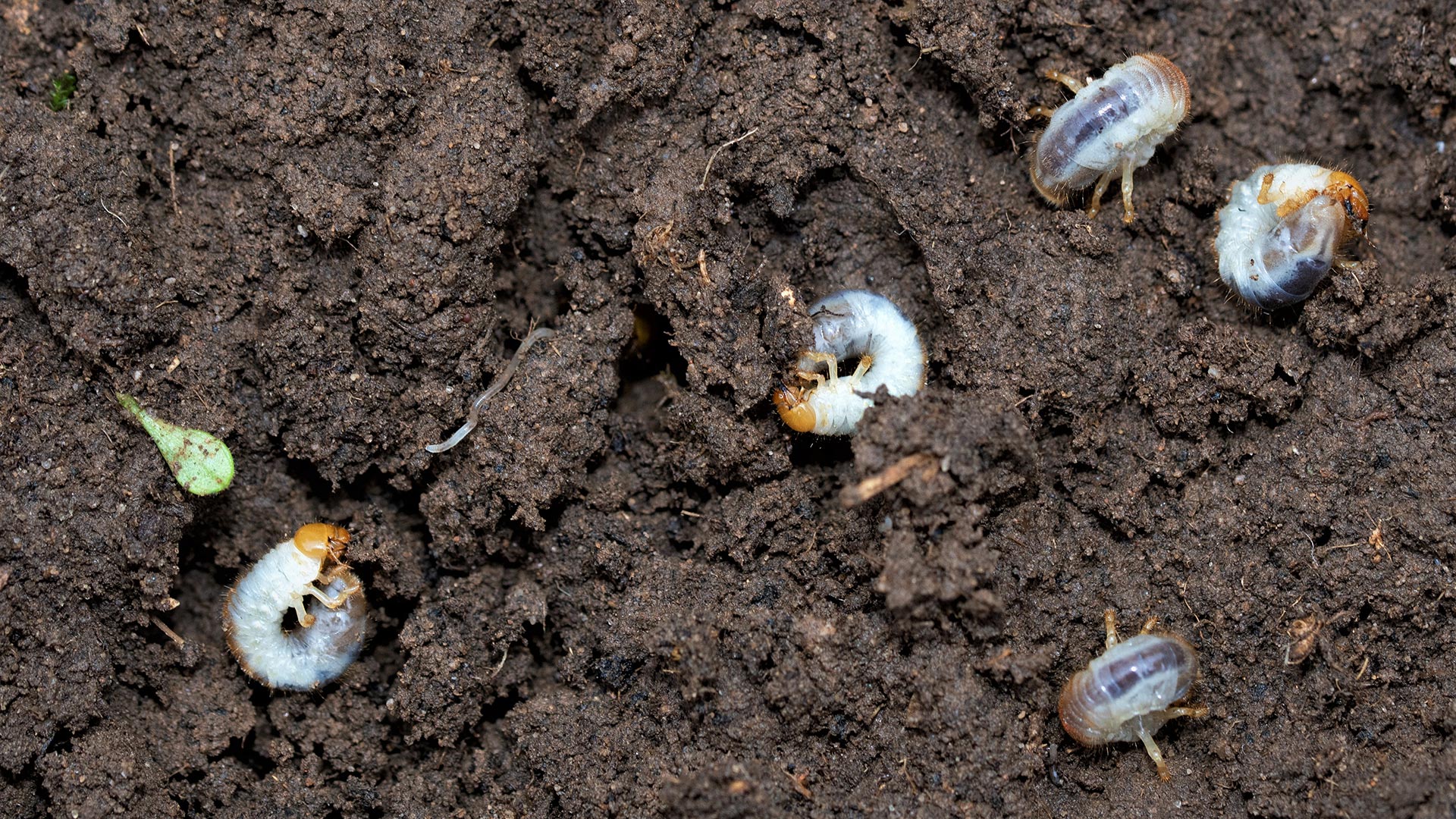 Don’t Take Your Chances - Avoid Grub Damage With a Preventative Treatment
