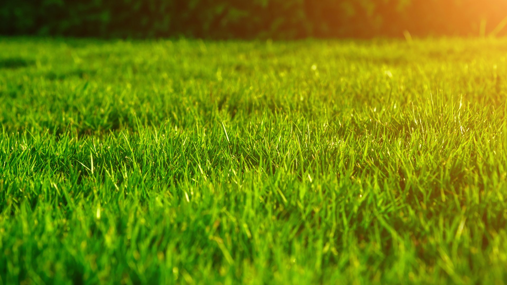 Lawn with a sun glare overlay in Seymour, WI.