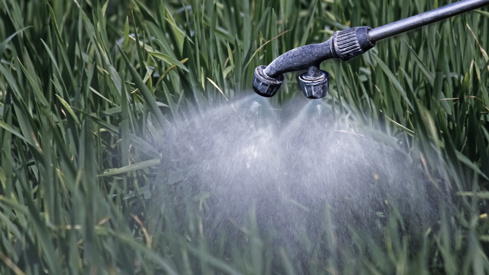 How Often Should You Be Fertilizing Your Lawn in Wisconsin?