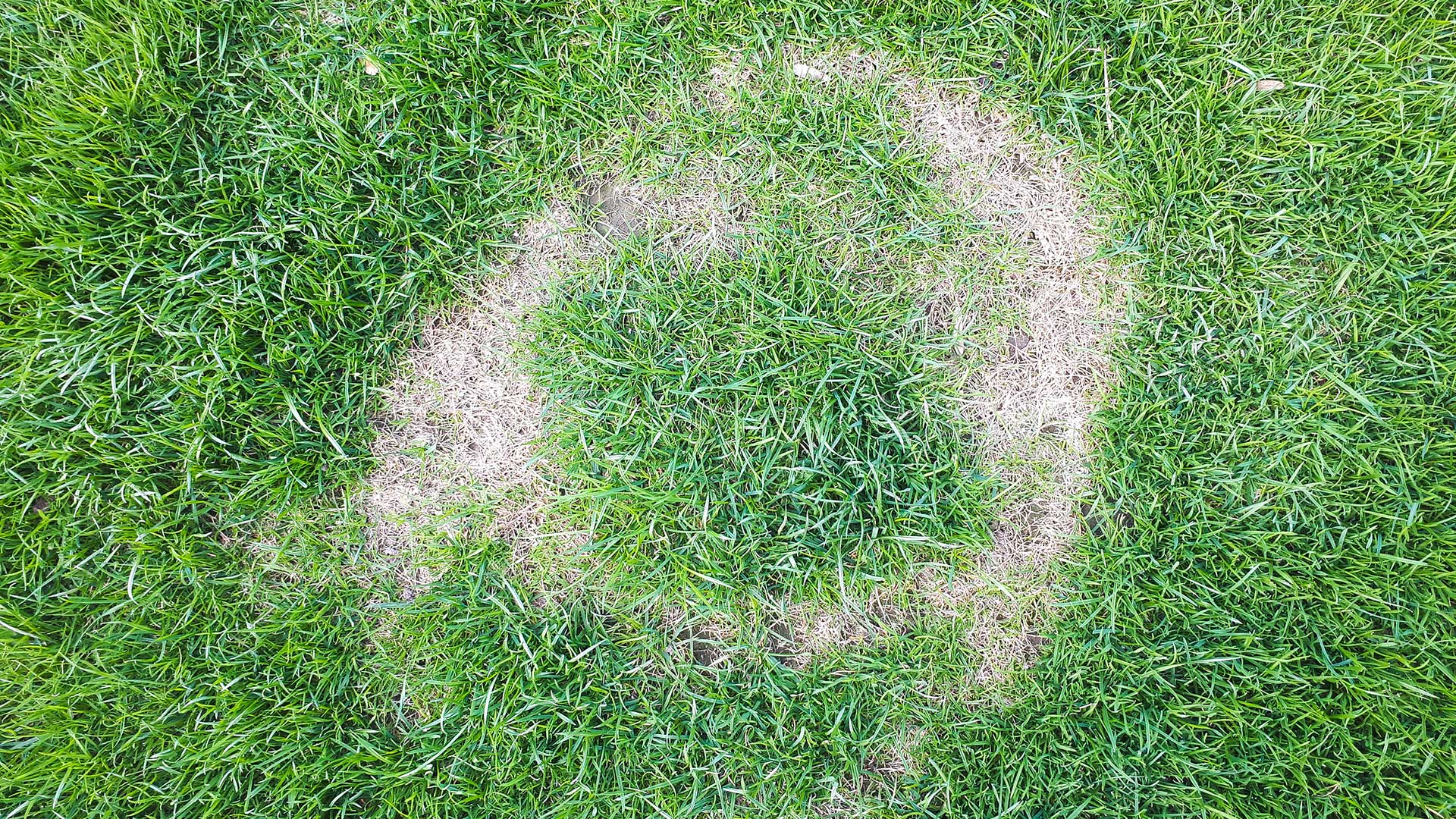 3 Ways You Might Be Causing Necrotic Ring Spot to Form on Your Lawn