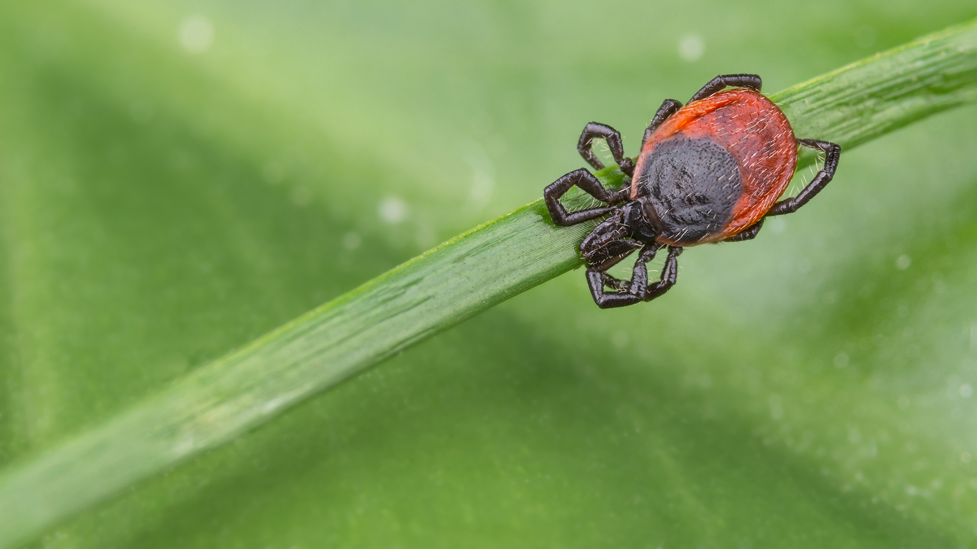 3 Ways to Protect Yourself During Tick Season in Wisconsin