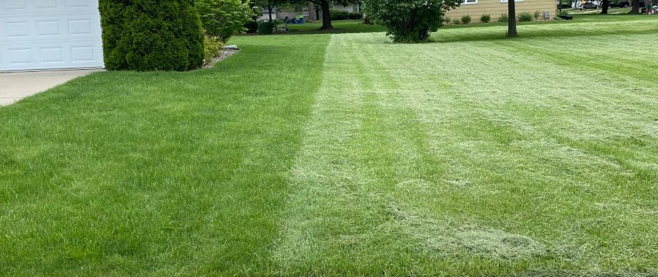 Comparison of maintained and unhealthy lawn in Seymour, WI.