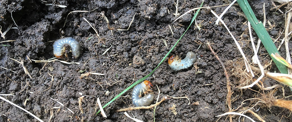 Grub infestation found in homeowner's lawn soil in Denmark, WI.