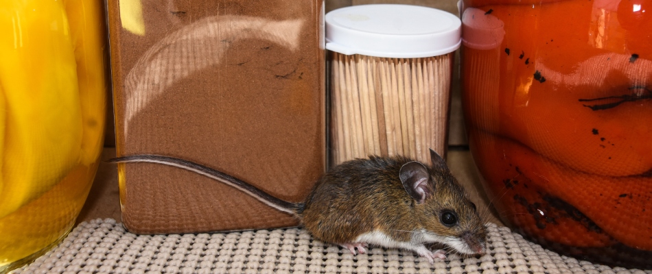 A mouse found in a home cabinet in Greenville, WI.