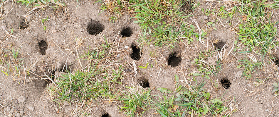 Vole hole damages found in lawn in Hortonville, WI.
