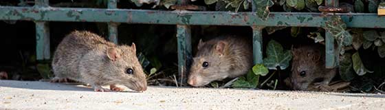 Rats coming out of the bushes under a fence near Escanaba, MI.
