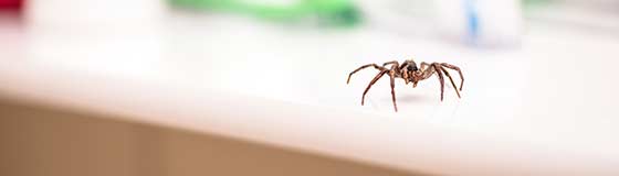 A spider crawling across a bathroom counter in Escanaba, Michigan.