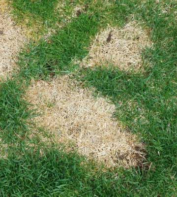 Brown patch lawn disease at a home in Appleton, WI.