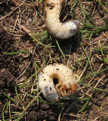 Lawn grub pests found in a yard near Escanaba, Michigan.