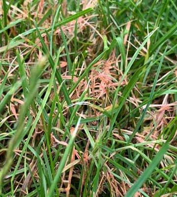 Red thread lawn disease spotted in Appleton, Wisconsin.