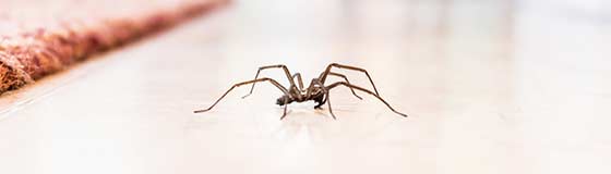 Spider seen walking across a home's floor in Appleton, WI.