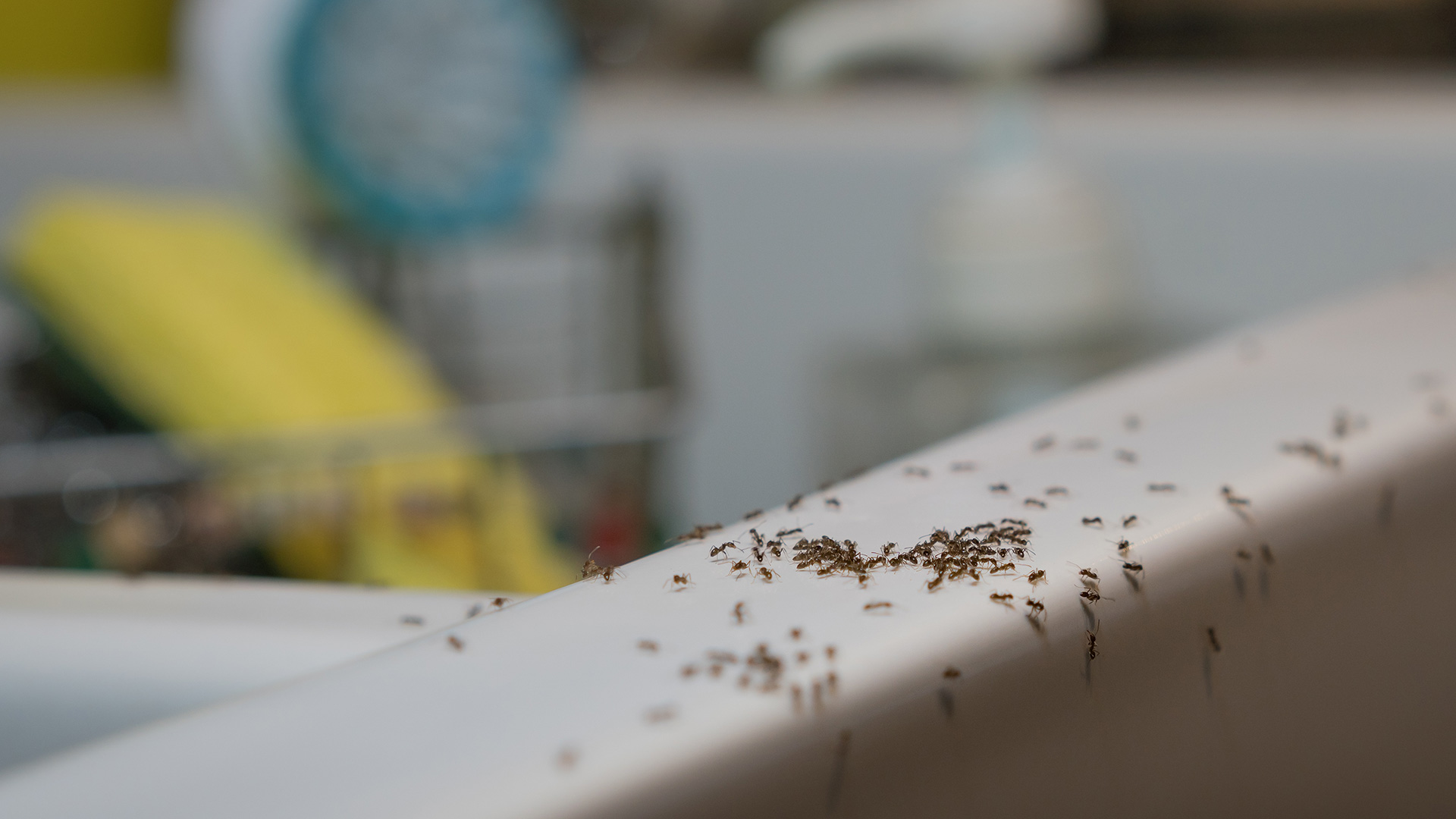 Insects Are Sneaking Into Your Home Through These 4 Spots