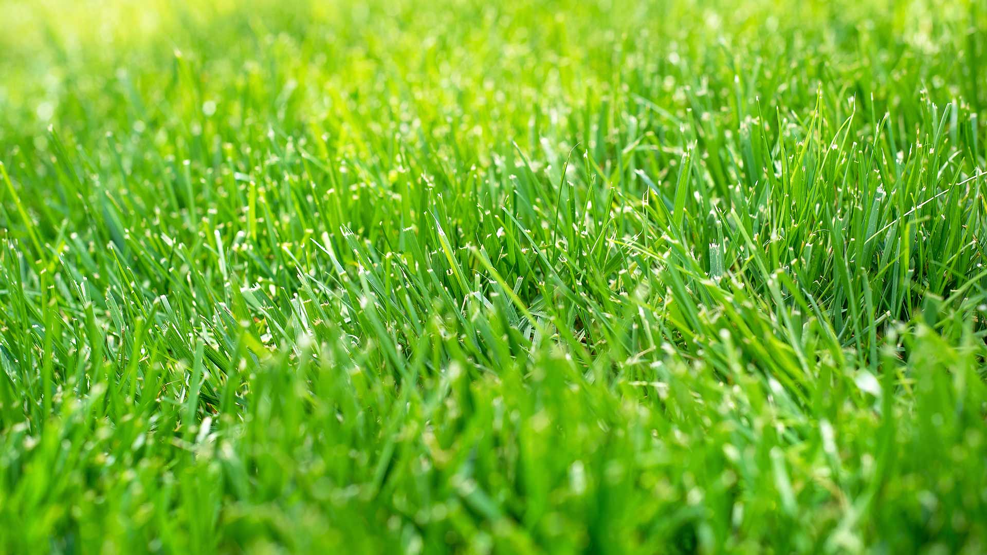 Bright green grass at a home near Appleton, Wisconsin.