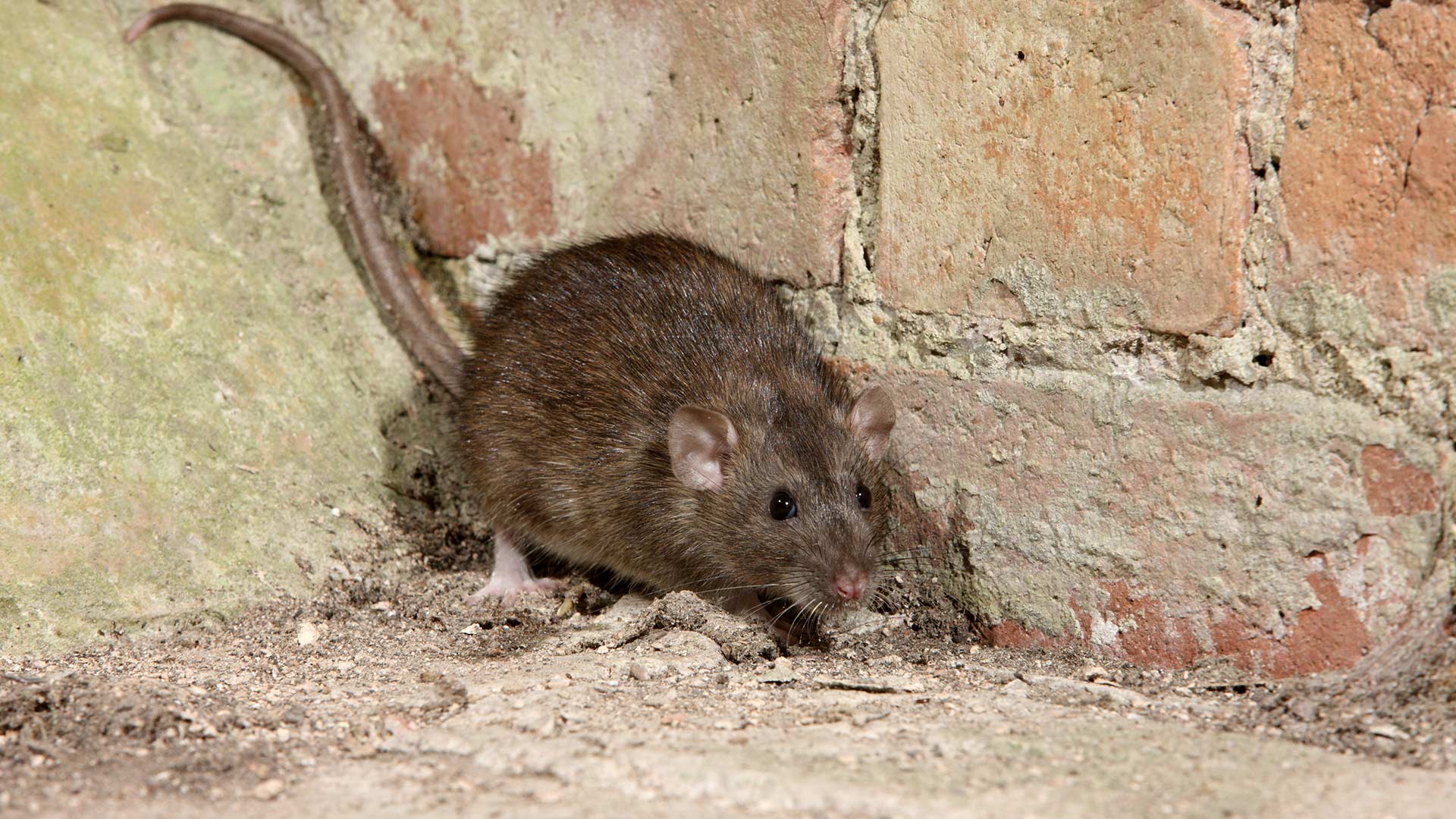 4 Signs Your Home Has a Rat or Mouse Infestation