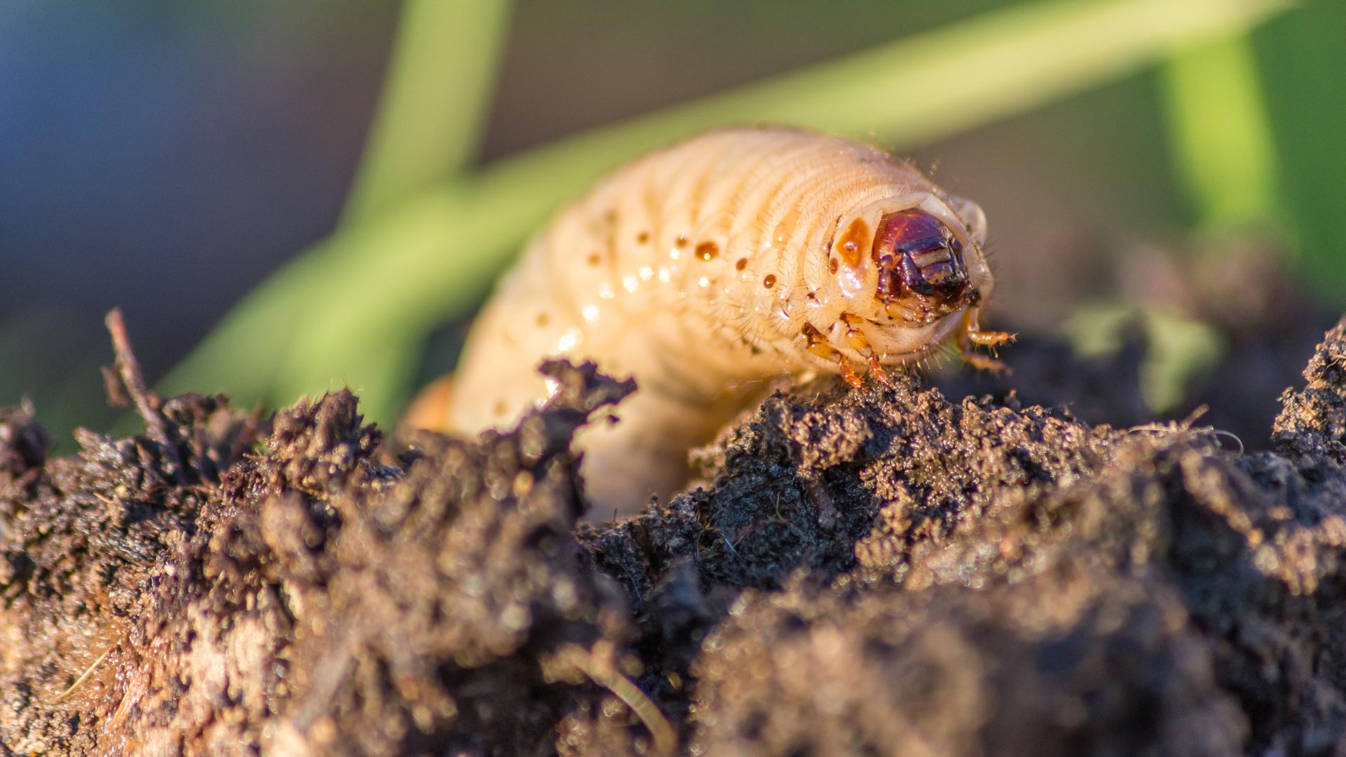 How to Kill Active Grubs In Your Lawn