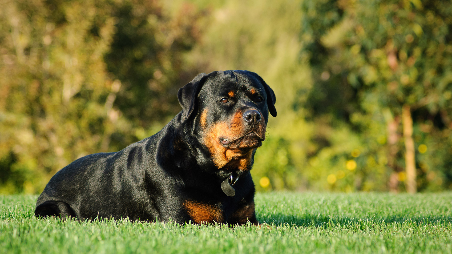 Are Pest Control Treatments Safe for My Pets?