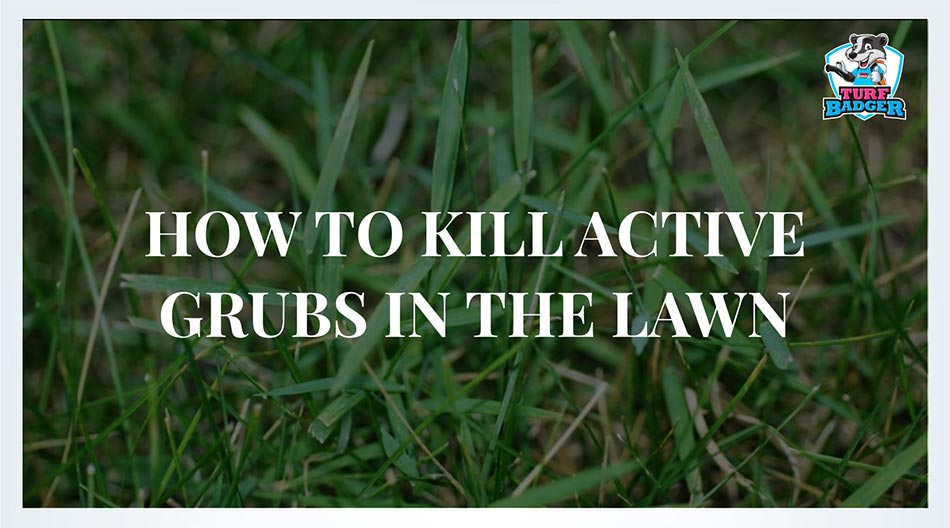 How to kill active grubs in your lawn.