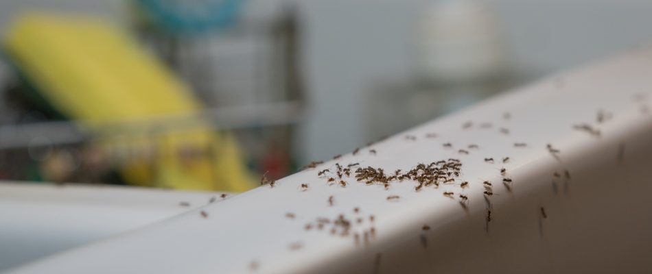 Ant infestation found in homeowner's countertops in Kingsford, MI.