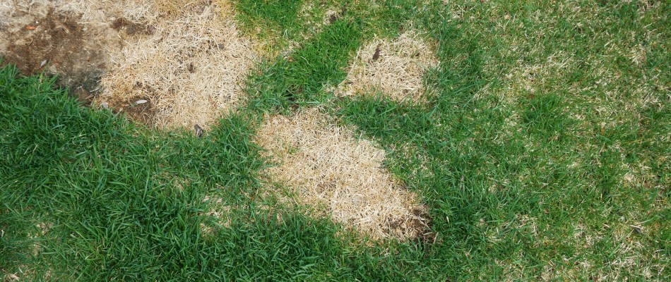 Brown patch lawn disease in Marquette, MI.