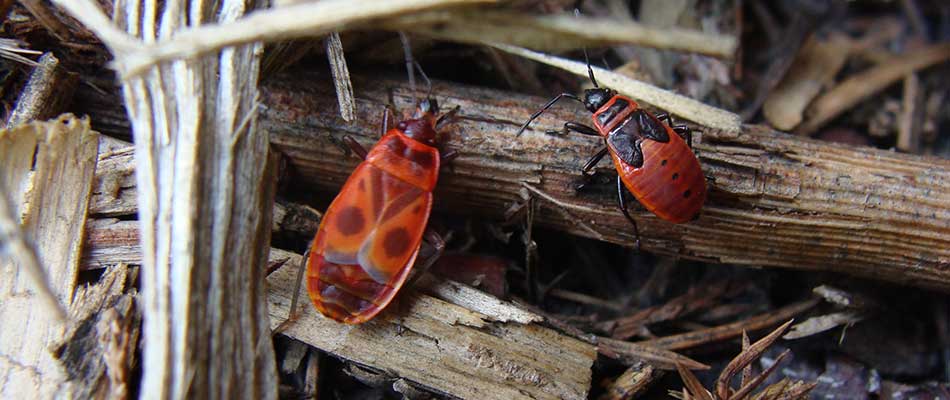 Chinch bugs found in wood debris in Bellevue, WI.