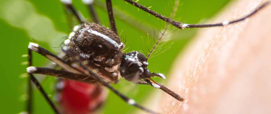Close up photo of a mosquito near De Pere, Wisconsin.