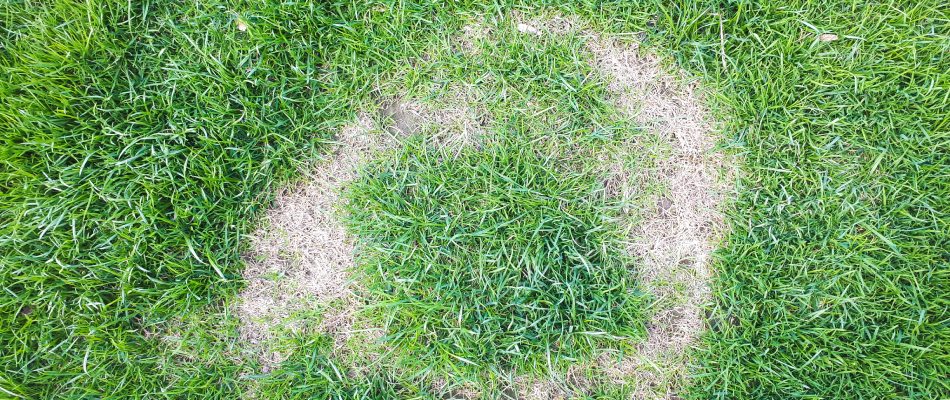 Frog eye lawn disease found in a homeowner's lawn in Iron Mountain, MI.