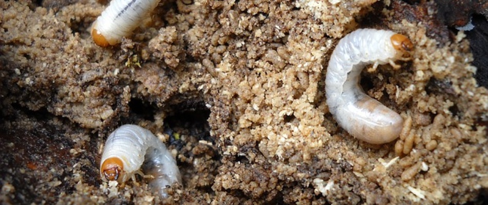 Infestation of grubs found in soil in Iron Mountain, MI.