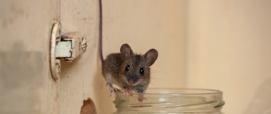 House mouse found in cabinet in Escanaba, MI.