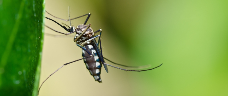 Mosquito found on grass blade in Escanaba, MI.