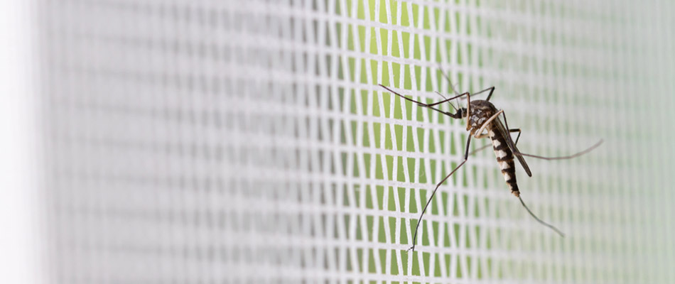 Mosquito landing on screen door in Green Bay, WI.