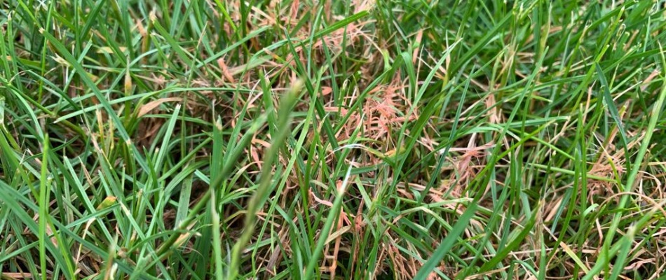 Red thread disease ground in lawn in Kingsford, MI.