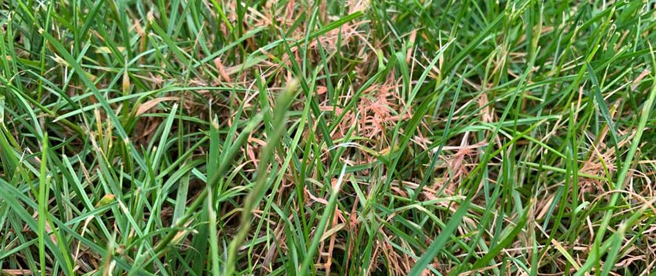 Red thread lawn disease spreading throughout a lawn in Appleton, WI.