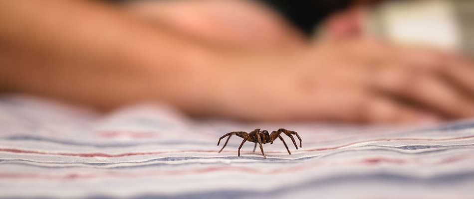 Spider crawling across the bed near a sleeping person in Suamico, WI.