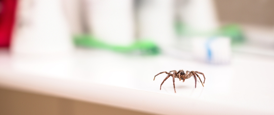 Spider crawling inside a home in Escanaba, MI.