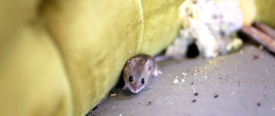 Tiny mouse found damaging belongings inside a home in Kingsford, MI.