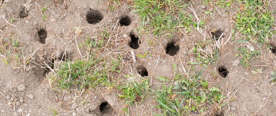 Vole burrows found in lawn in Escanaba, MI.
