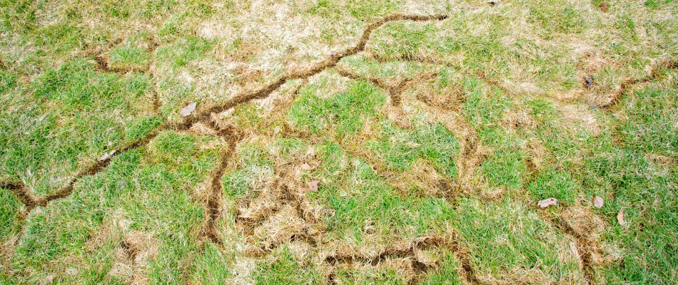 Vole trails running throughout a lawn in Iron Mountain, MI.