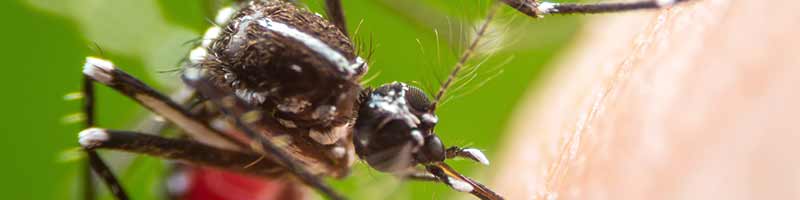 Mosquito control services for properties in Appleton, WI.